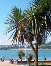 Torquay's Palms