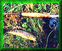 Coarse
                Fishing