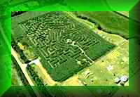 Great Dorset Maize
                Maze