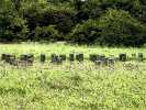 Woodhenge