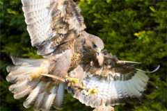 Exmoor
                    Falconry