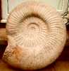 Charmouth Heritage