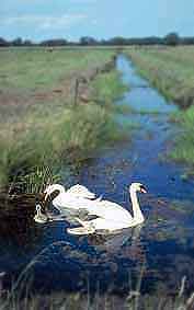 Somerset
                  Levels