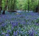 Arlington Bluebell Walk